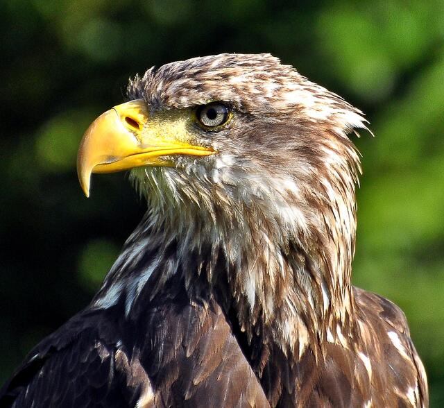 Diesen Augen entgeht nichts