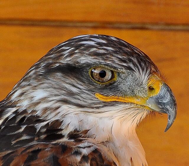 Königsrauhfußbussard