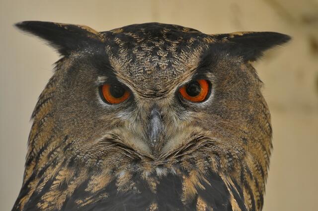Ein Uhu schaut dich an