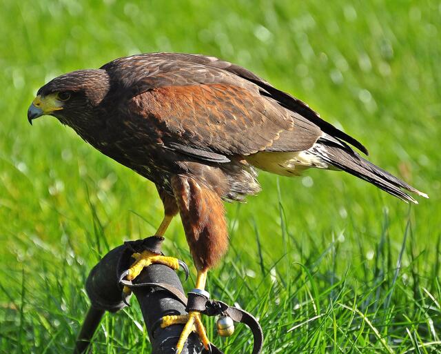 Amerikanischer Bussard
