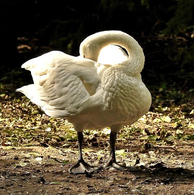 Der Singschwan hat sein Konzert beendet