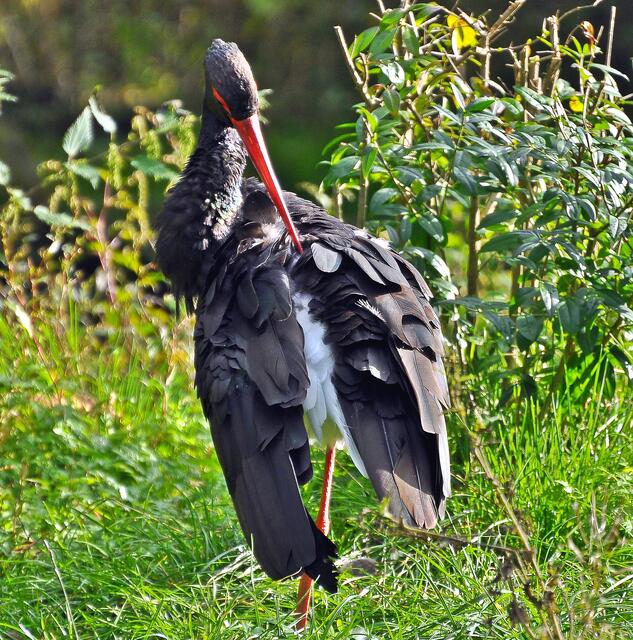 Schwarzstorch