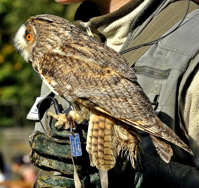 Die Eule fliegt lautlos