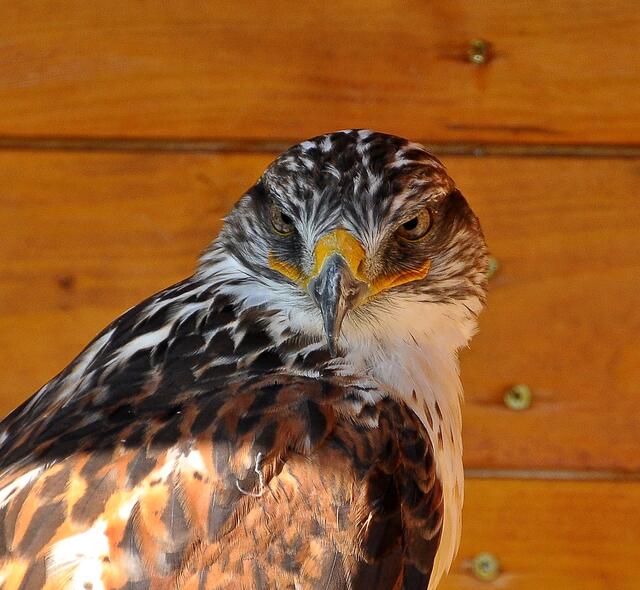 Königsrauhfußbussard