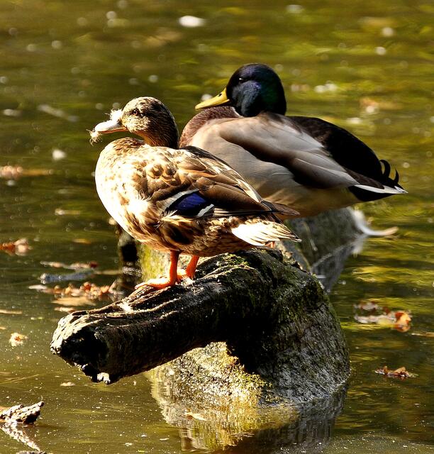 Es gab auch ganz "normale" Vögel