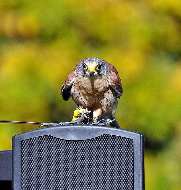 Er sitzt gern auf dem Lautsprecher