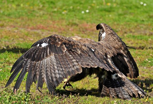 Herrliches Federkleid des Steppenadlers