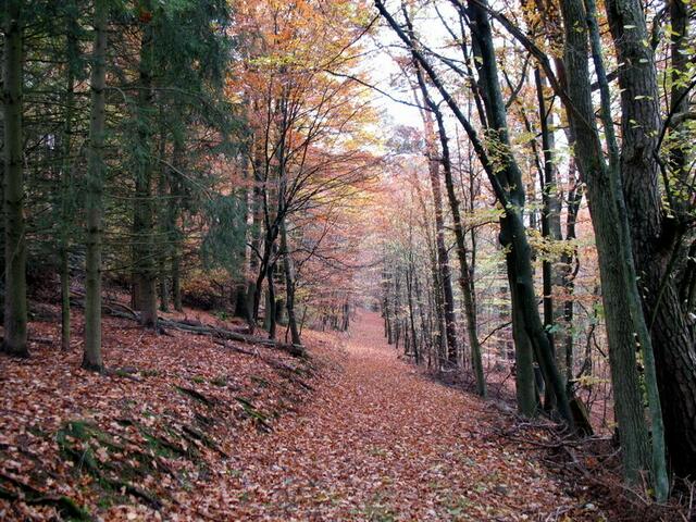 . . . im Wald