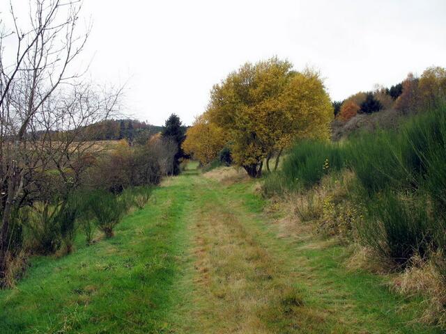 Spazierweg im Feld