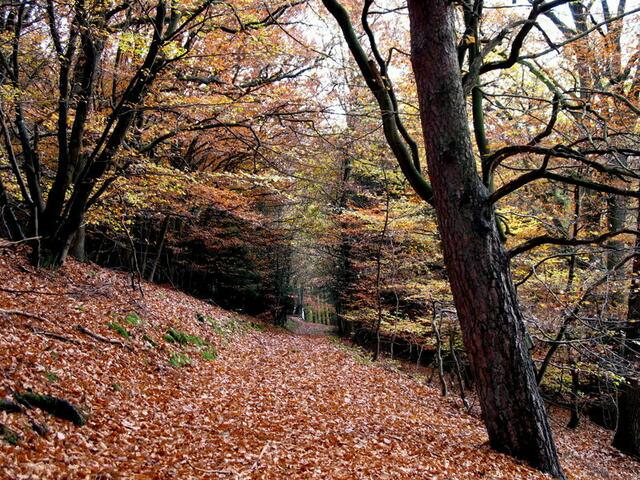 . . . durch raschelndes Laub