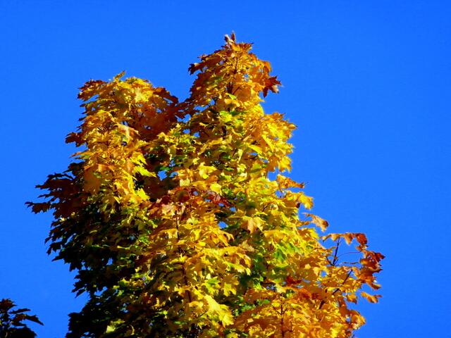 Herbstbeginn beim Ahorn