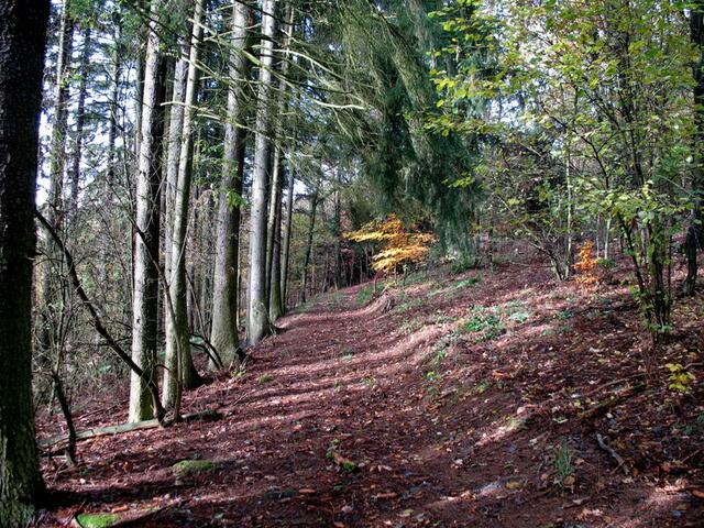 Leicht belaubter Weg