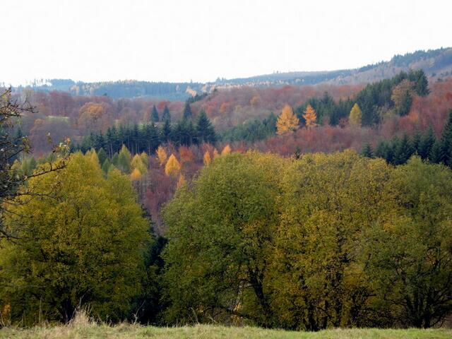 Bunter Wald