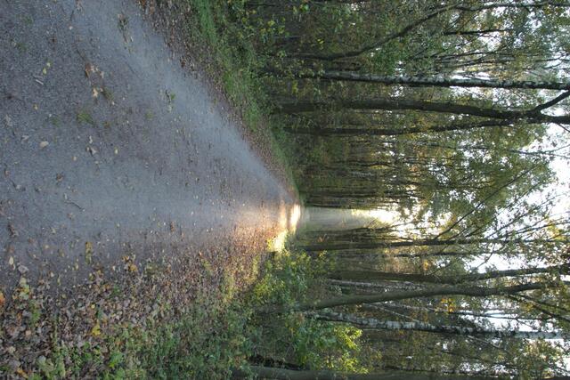 Herbst im Gegenlicht.
