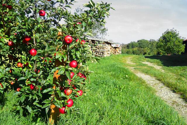 Obstgärten im Maintal bei Bad Staffelstein