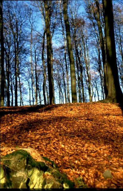 Im Buchenhochwald