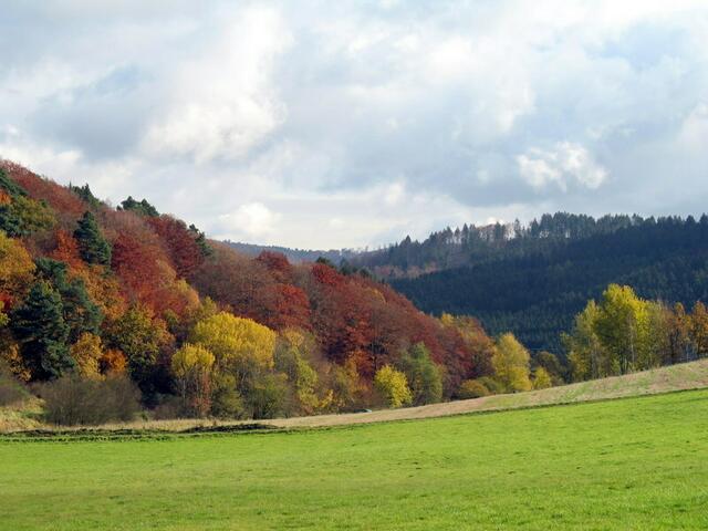 Toller Maler