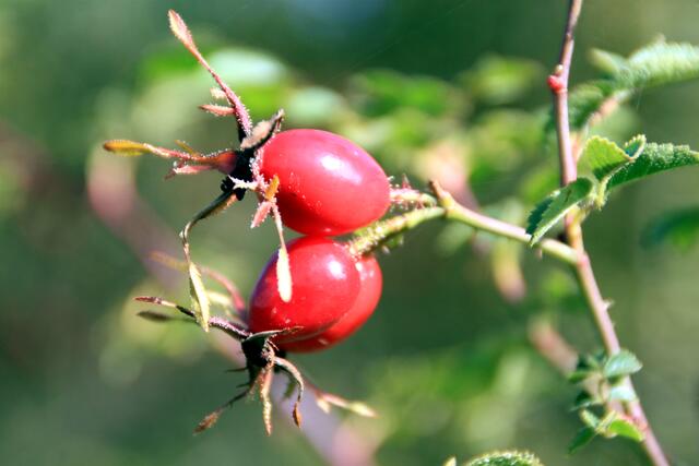 Leuchtendroter Blickfang