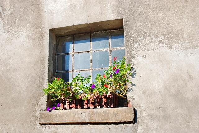 Stallfenster! Blumen! Und was ist unter dem Fenster zu sehen? > > >