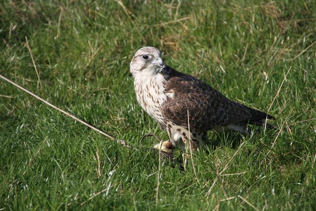 Bussard mit Beute