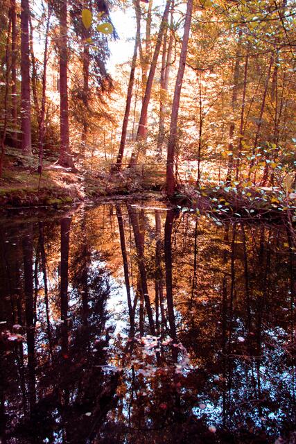 Herbstwald im Spiegelteich
