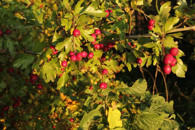 Beeren im Herbst.