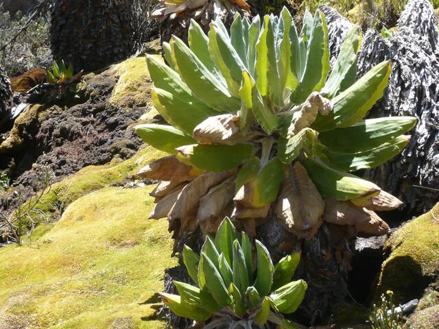 Senezien - leuchtendes Grün inmitten des dunklen Lavagesteins