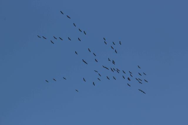 Die Wildgänse fliegen.