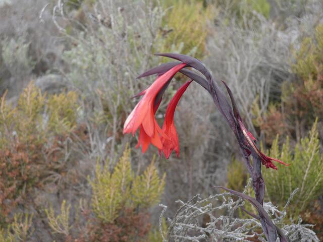 Wieder im Grünen, hier leuchtet eine Gladiole