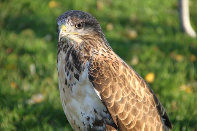 Bussard