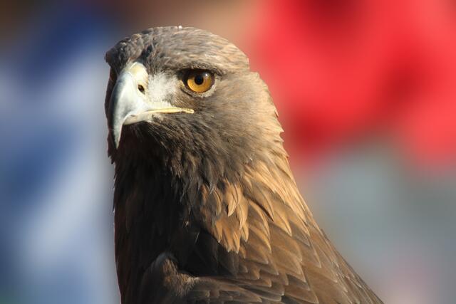 Adler