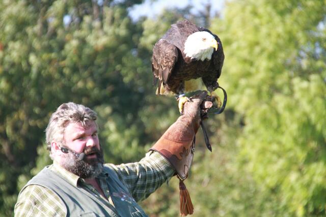 Weißkopf-Seeadler bei der Flugvorführung