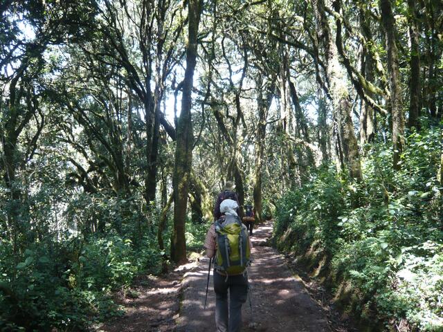 Wir tauchen in den Urwald hinein - und verlassen bald danach Afrika ...