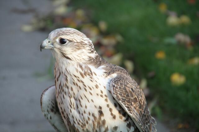 Falke