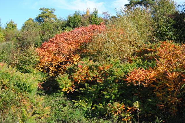 Der Herbst in seinen schönsten Farben