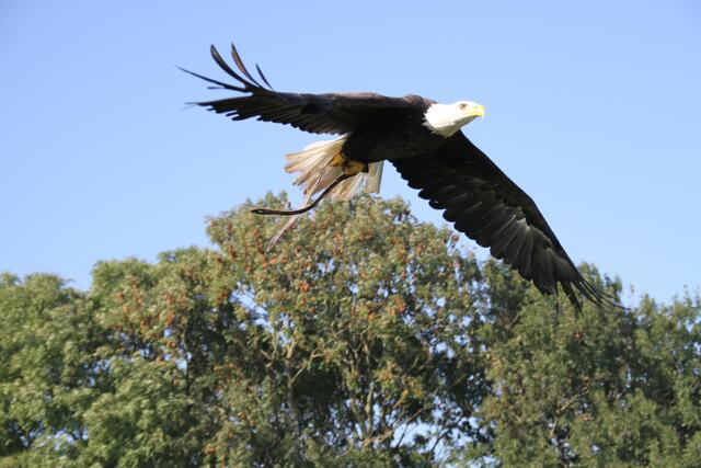 Der Adler im Anflug