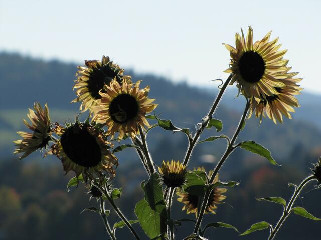 sonniger oktober