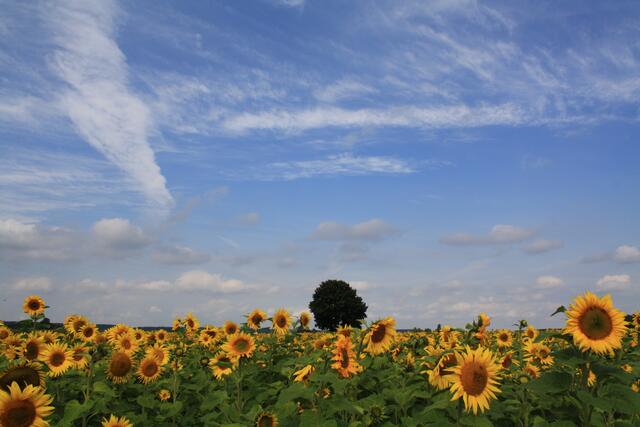 Die letzten Sonnenblumen