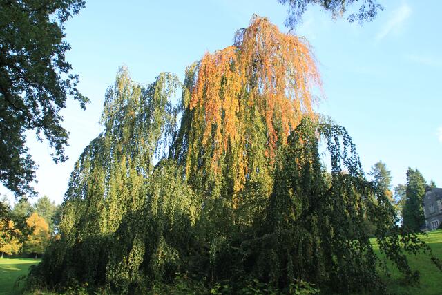 uralte Trauerbirke, der obere Teil ist schon herbstlich verfärbt