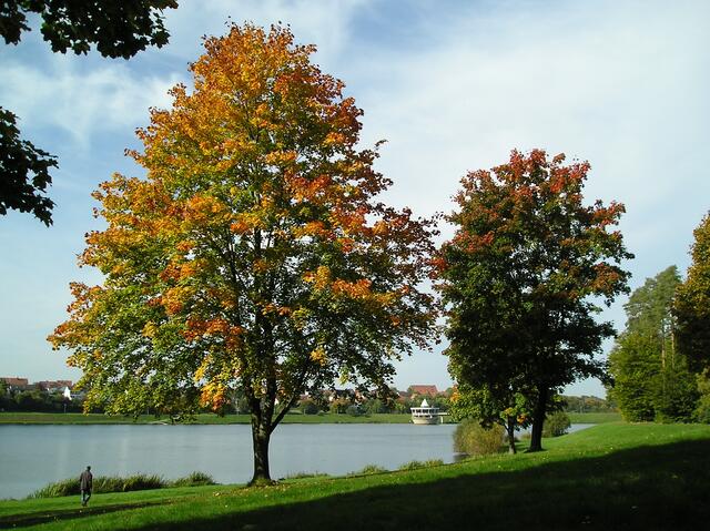 Herbstnebel