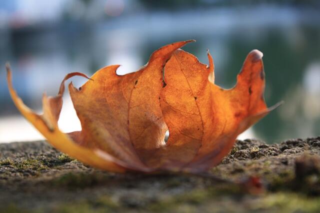 Herbstfarben