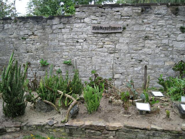 Wüstenpflanzen im Bibelgarten der St. Lorenz Kirche in Schöningen