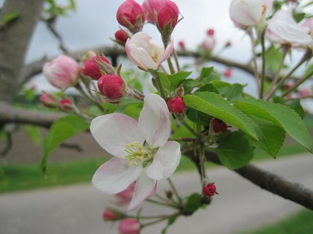 - Auf diese zarten Blüten müssen wir noch gut ein halbes Jahr warten.