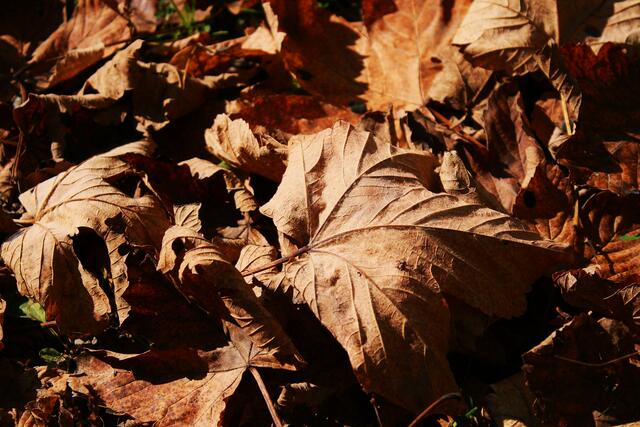 Herbstlaub