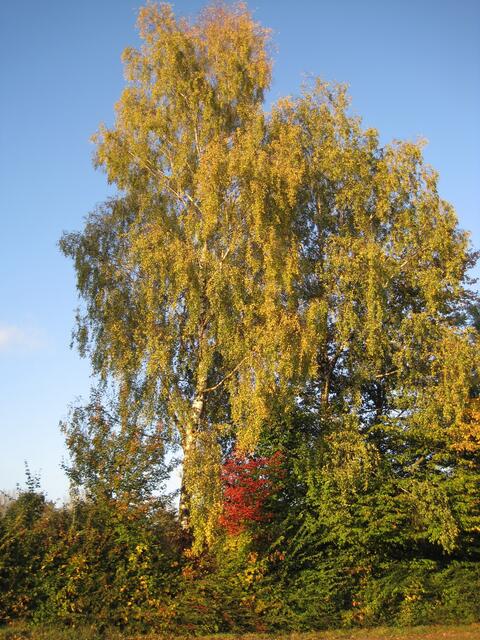 Bunter Baum