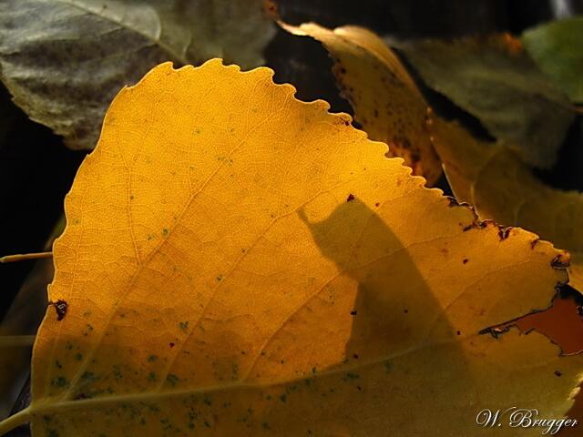 Blatt mit meditierender Frau