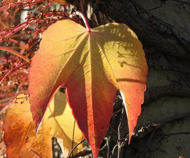 licht & schatten