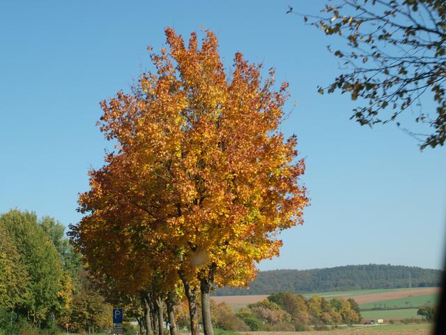 Herbst an der Landstrasse im Raum Marburg