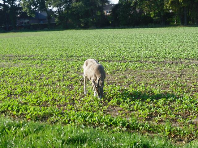 auf einem Feld . . .