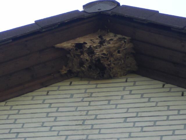 ein Hornissennest, an einer Hauswand